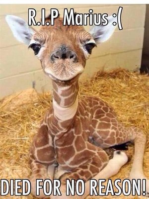 cover image of Marius the Giraffe.  Wall of Global Comments in Memory